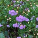 Agalinis tenuifolia Fleur