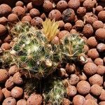 Mammillaria prolifera Квітка