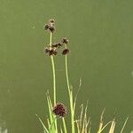 Juncus ensifolius Blüte