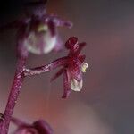 Malaxis weberbaueriana 花