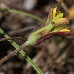Agoseris heterophylla Flower
