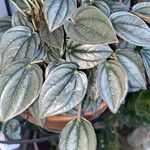 Peperomia albovittata Leaf