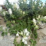 Antirrhinum molle Hàbitat