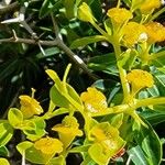 Euphorbia acanthothamnos Bloem