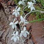 Aerangis mystacidii Blüte