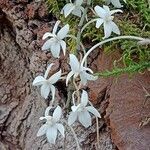 Aerangis mystacidii Flower