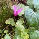 Cyclamen repandum Квітка