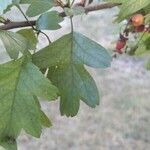 Crataegus rhipidophylla Otro