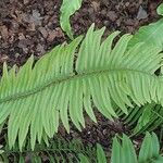 Polystichum munitum Foglia