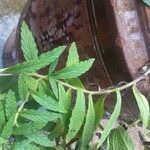 Heliotropium amplexicaule 葉