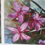 Chamerion latifolium Blodyn