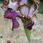 Iris stolonifera