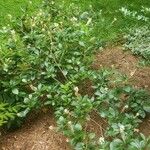Clethra alnifolia 整株植物