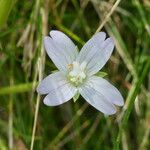 Epilobium montanum Blomst