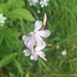 Saponaria officinalisFlower