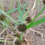 Cyperus difformis 花