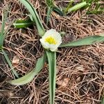 Ranunculus kuepferi Folha