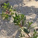 Senecio maritimus Blad