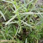 Senecio inaequidens Leaf