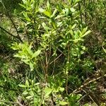 Myrica gale Staniste