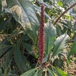 Phlogacanthus curviflorus Flower