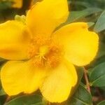 Hypericum × hidcoteenseফুল