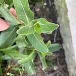 Asclepias viridis Lapas