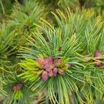 Pinus cembra Flors