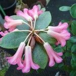 Rhododendron arenicola