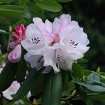Rhododendron oreodoxa ফুল