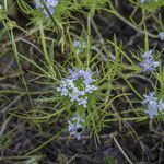 Navarretia leucocephala Habitatea