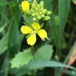 Sinapis arvensis Leaf