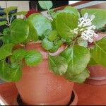 Plectranthus verticillatus Flor