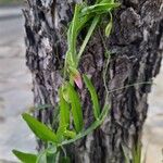 Lathyrus clymenumBlomst