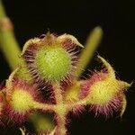 Miconia leamarginata Anders