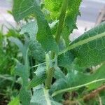 Lactuca serriola Bark