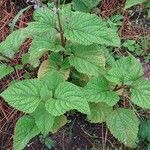 Plectranthus fruticosus Leaf