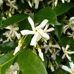 Trachelospermum jasminoides Кветка