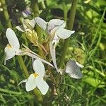 Linaria triphylla Blüte