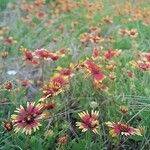 Gaillardia pulchella عادت داشتن