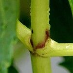 Hydrangea spp. Lubje
