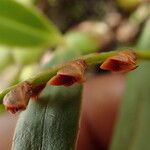 Bulbophyllum oreonastes