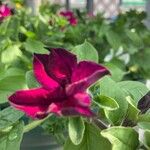 Petunia spp. Flors