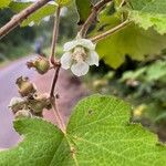Rubus alceifolius