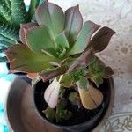 Aeonium decorum 葉