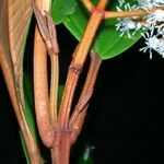 Miconia punctata Rhisgl