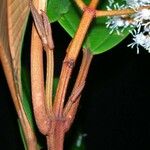 Miconia punctata Bark