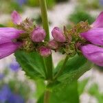 Penstemon serrulatus Flower