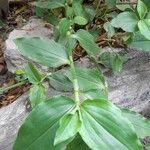 Commelina benghalensis Лист