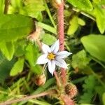 Sisyrinchium rosulatum Fiore